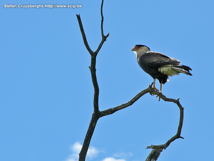 El Calafate - Caracara  Stefan Cruysberghs